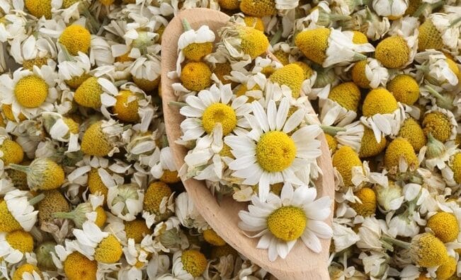 chamomile