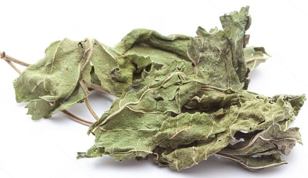 gudmar leaves panchang