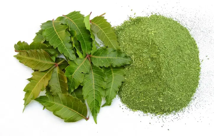 neem leaves