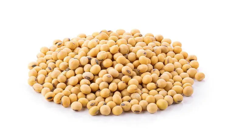 soyabean seeds