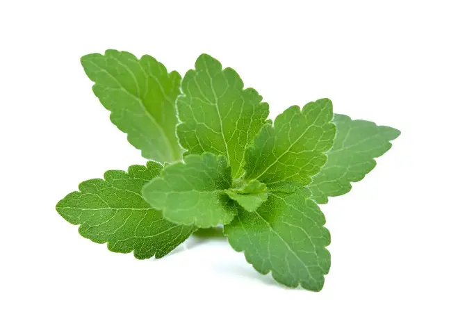 stevia leaves